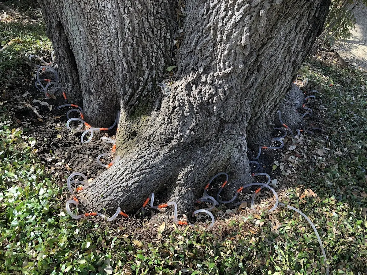 Detailed Tree Cabling and Bracing job site in Owensville