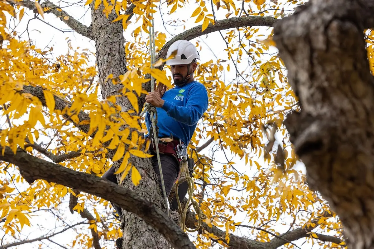 Skilled Tree Transplanting crew working in Owensville